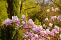 Magnolia tree in full blossom Royalty Free Stock Photo