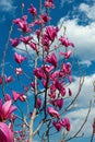 Pink magnolia flowers on a background of blue with white clouds of the sky Royalty Free Stock Photo