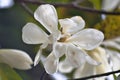 Magnolia tree flowers during spring spring season.