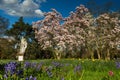 Magnolia tree and meadow in spring Royalty Free Stock Photo