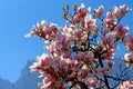 Magnolia tree Royalty Free Stock Photo