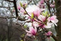 Magnolia tree blooms after a spring rain. Royalty Free Stock Photo