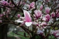 Magnolia tree pink and white blooms after a spring rain. Royalty Free Stock Photo