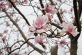 Magnolia tree pink and white blooms after a spring rain. Royalty Free Stock Photo