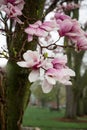 Magnolia tree pink and white blooms after a spring rain. Royalty Free Stock Photo