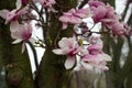 Magnolia tree pink and white blooms after a spring rain. Royalty Free Stock Photo