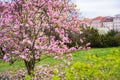 Magnolia tree in Prague wallpaper Royalty Free Stock Photo