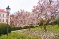 Magnolia tree in Prague wallpaper Royalty Free Stock Photo