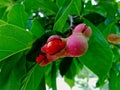Magnolia tree and red bud flower close-up Royalty Free Stock Photo