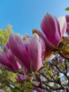 Blossoms Magnolia tree in spring Royalty Free Stock Photo