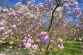 Magnolia tree in spring Royalty Free Stock Photo