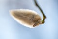Magnolia tree in spring with young flower bud. The beginning of the flowering of magnolia. Royalty Free Stock Photo