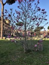 Magnolia tree with a traditional Italian building behind