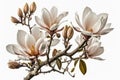 Magnolia Tree On A White Background. Generative AI Royalty Free Stock Photo