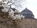 Magnolia tree in Ãârebro Royalty Free Stock Photo