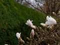 Magnolia tree in Ãârebro Royalty Free Stock Photo