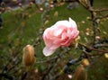 Magnolia tree in Ãârebro