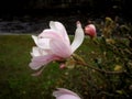 Magnolia tree in Ãârebro Royalty Free Stock Photo