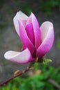 Magnolia trees in bloom with beautiful pink flowers