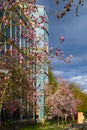 Magnolia trees in bloom outside Redmond City Hall, Washington