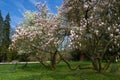 Magnolia trees in early spring