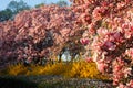 Magnolia trees and forsythia bushes Royalty Free Stock Photo