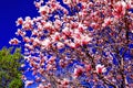 Magnolia trees in spring. Amazing spring landscape with magnolia plants. Best for march 8 international womens or women day