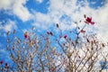 Magnolia trees and spring flowers at garden Royalty Free Stock Photo