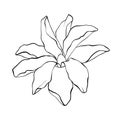 Magnolia tropical flower blossom drawing on white background. Sketch Hand Drawn line art Botanical Illustrations Royalty Free Stock Photo