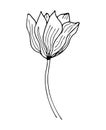 Magnolia tropical flower blossom isolated on a white background. Hand drawing black outline botanical vector illustration Royalty Free Stock Photo