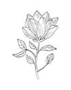 Magnolia tropical flower blossom isolated on a white background. Hand drawing black outline botanical vector illustration Royalty Free Stock Photo