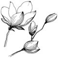 Magnolia in a vector style isolated.