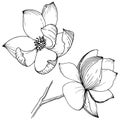 Magnolia in a vector style isolated.