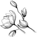 Magnolia in a vector style isolated.