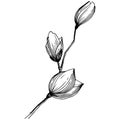 Magnolia in a vector style isolated.