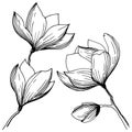 Magnolia in a vector style isolated.