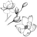 Magnolia in a vector style isolated.