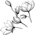Magnolia in a vector style isolated.