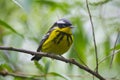 Magnolia warbler