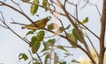 A Magnolia Warbler on a branch