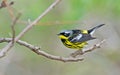 Magnolia Warbler