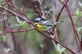 Magnolia Warbler Dendroica Magnolia Royalty Free Stock Photo