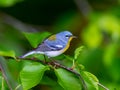 Magnolia Warbler