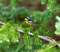 Magnolia Warbler