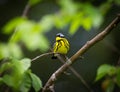 Magnolia Warbler