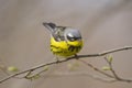 Magnolia warbler sitting on a tree branch during the annual spring bird migration