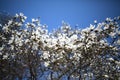 white magnolia against blue sky