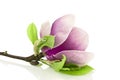 Magnolia on white background Royalty Free Stock Photo