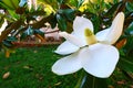Magnolia white blossom tree flowers, close up Royalty Free Stock Photo