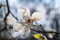 Magnolia white flowers blooming on the tree. Spring blossom time. Natural floral background. Royalty Free Stock Photo